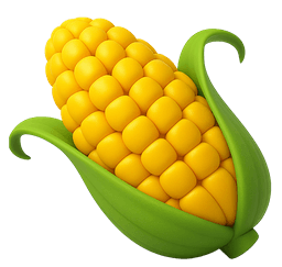 Ear Of Corn